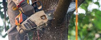 How Our Tree Care Process Works  in  South Corning, NY
