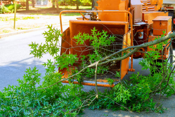 South Corning, NY Tree Services Company