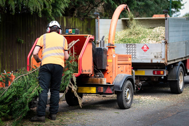 Leaf Removal in South Corning, NY