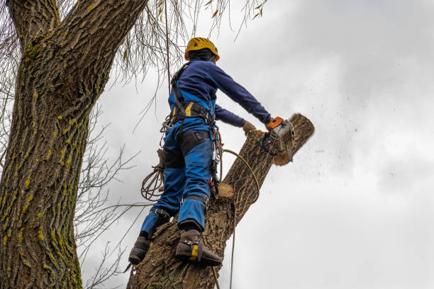 South Corning, NY Tree Services Company