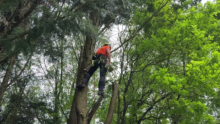 Best Lot and Land Clearing  in South Corning, NY